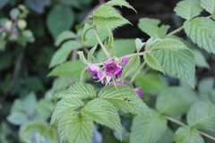 Rubus niveus